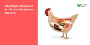Advantages of Spirulina as a Poultry Supplement (Boilers)