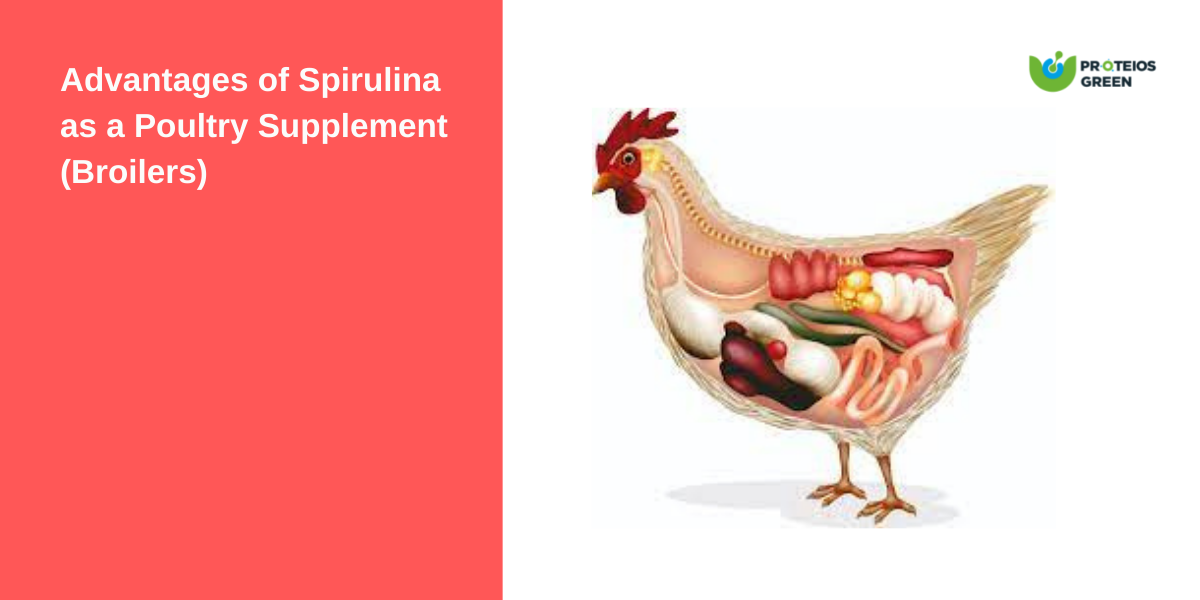 Advantages of Spirulina as a Poultry Supplement (Broilers) Proteios Green